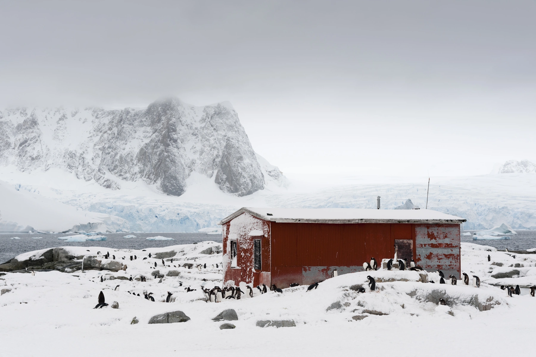 A colony of gentoo penguins around a red hut on the snow, with a glacier and fog-covered mountains behind