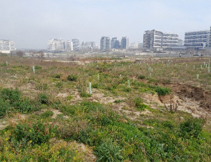 Catchment 1: a gently sloping field of low vegetation with young trees in tube guards, modern apartment blocks on the horizon under an overcast sky