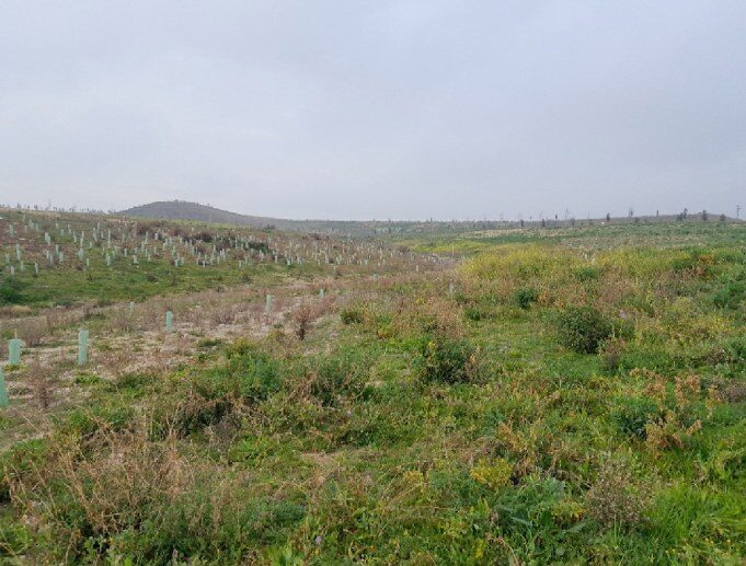 Catchment 2: rolling grassland with rows of saplings in pale green tube guards and a low hill in the distance